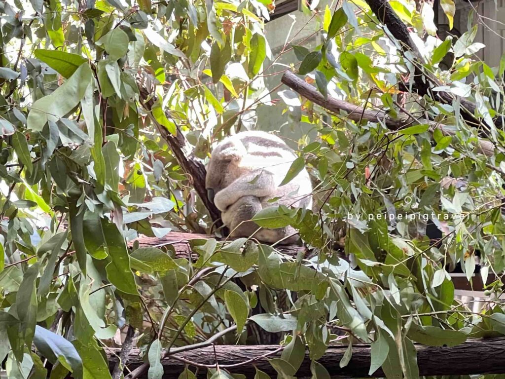 澳洲｜黃金海岸景點｜可倫賓野生動物保護園