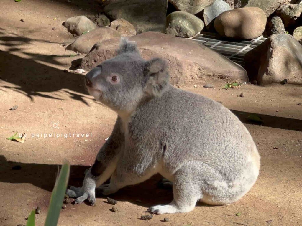 澳洲｜黃金海岸景點｜可倫賓野生動物保護園