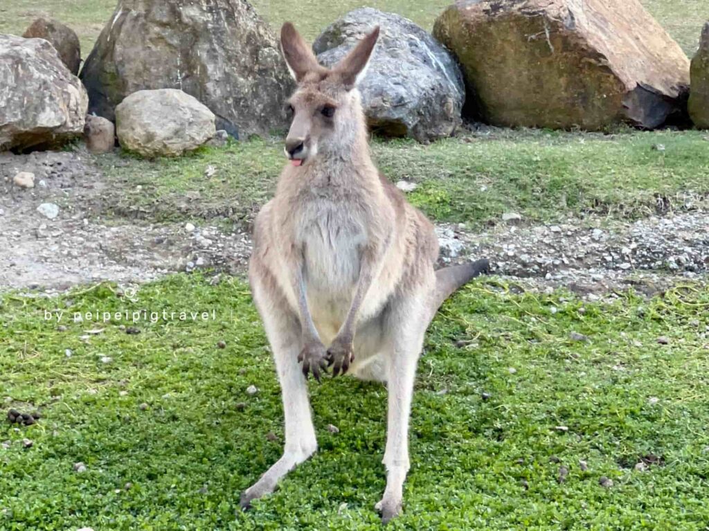 澳洲｜黃金海岸景點｜可倫賓野生動物保護園