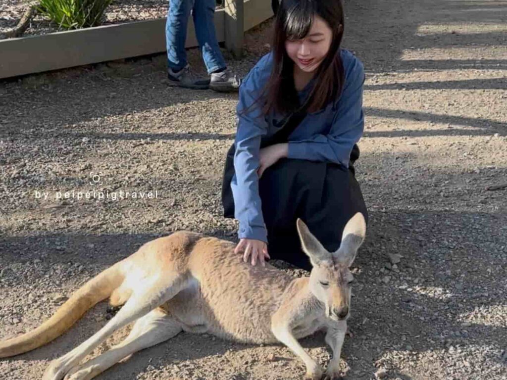 澳洲｜黃金海岸景點｜可倫賓野生動物保護園
