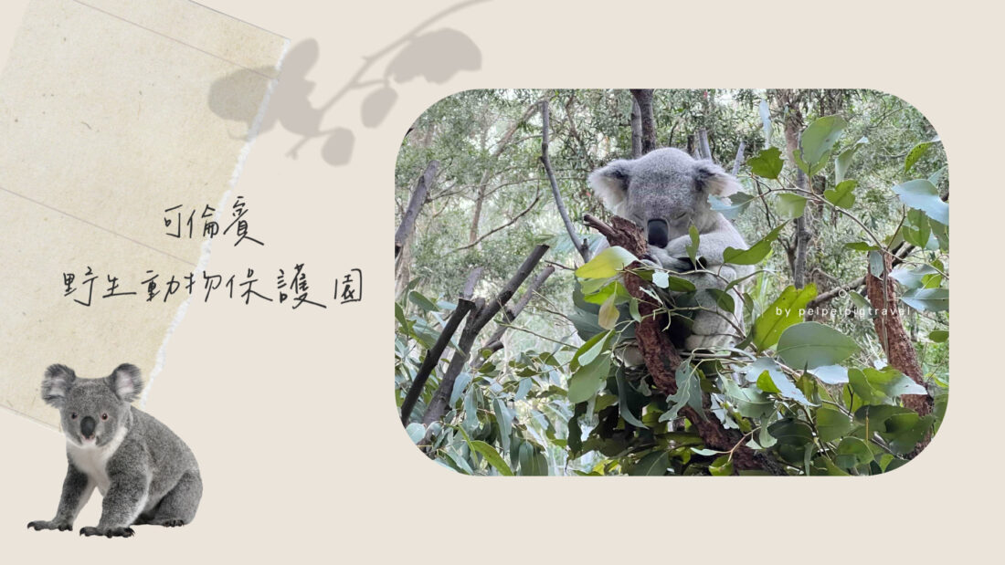 澳洲｜黃金海岸景點｜可倫賓野生動物保護園