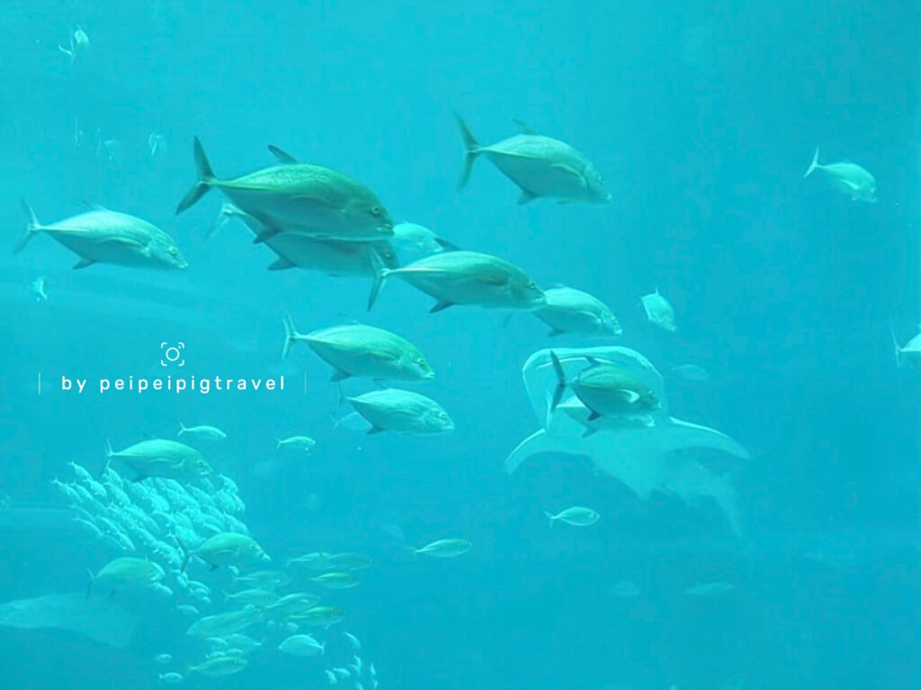 日本大阪自由行｜行程規劃｜六天五夜DAY6