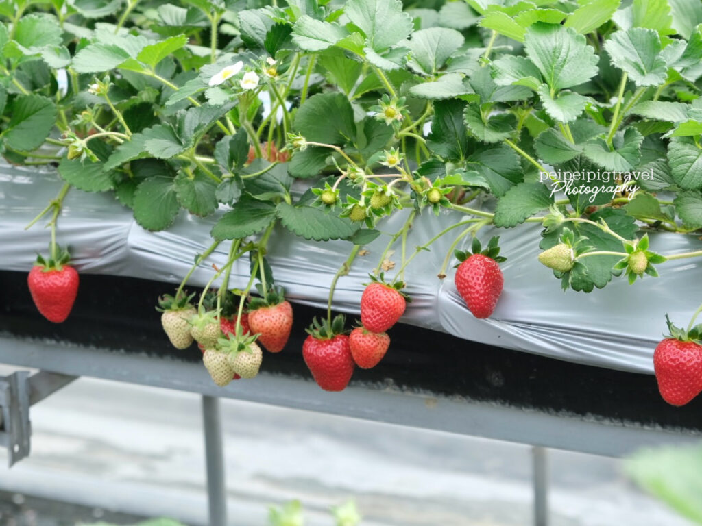 日本岡山自由行｜美食推薦｜12選